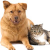 River Ridge Veterinary Hospital - Clemmons, NC - Services